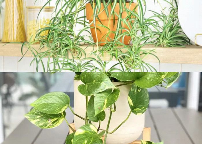 Cantik dan Tahan Panas: Tanaman Hias Gantung yang Mudah Dirawat di Rumah