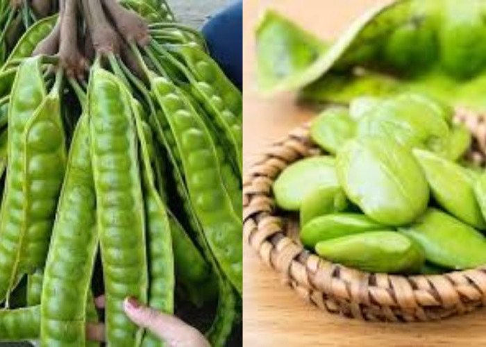 Yuk Simak! Manfaat Pete Untuk Kesehatan Ibu Hamil Yang Jarang Diketahui