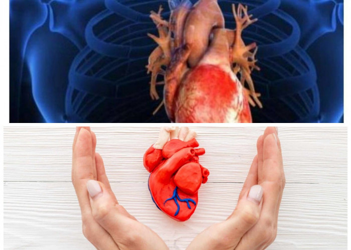 Langkah Sederhana Merawat Jantung: Panduan Hidup Sehat agar Terhindar dari Risiko Penyakit Jantung