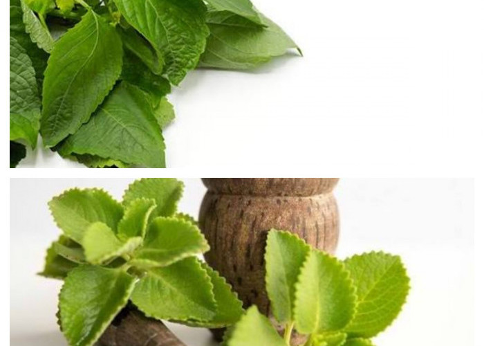 Nyesel Baru Tahu Sekarang! Ini Manfaat Rutin Mengonsumsi Daun Bangun-Bangun Setiap Hari