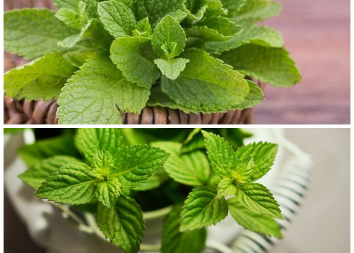 Manfaat Daun Mint, Tak Hanya Menyegarkan Napas tapi Juga Baik untuk Pencernaan