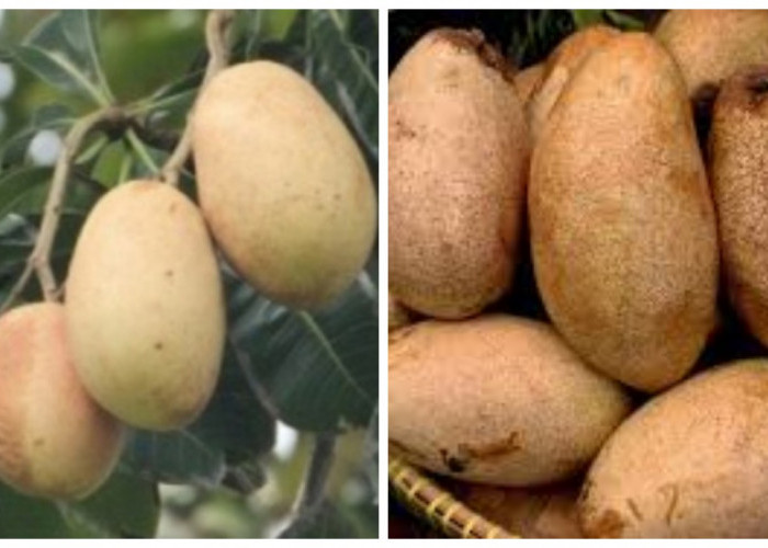 Buah Kemang: Kegunaan dan Hal yang Patut Diperhatikan Sebelum Mengonsumsinya