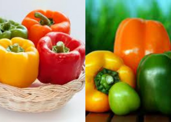  Yuk Ketahui! Inilah Manfaat Paprika Untuk Kesehatan Tubuh Yang Luar Biasa