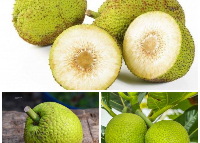 Manfaat Buah Sukun bagi Kesehatan Tubuh: Kaya Serat, Nutrisi Lengkap, dan Baik untuk Jantung!