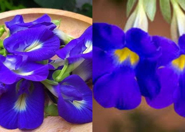 Wajib Ketahui 10 Manfaat Bunga Telang untuk Kesehatan