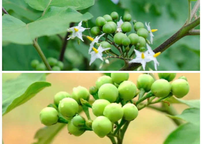 Kesehatan Lebih Baik dengan Buah Pokak: Temukan 5 Kebaikannya untuk Tubuh Anda!