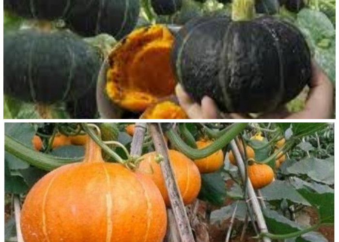 Inspirasi Kebun Labu Kuning di Rumah Modern: Asri, Praktis, dan Menghasilkan