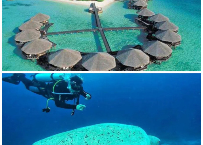 Menjelajahi Pulau Maratua, Destinasi Eksotis dengan Panorama Alam yang Menawan di Kalimantan Timur