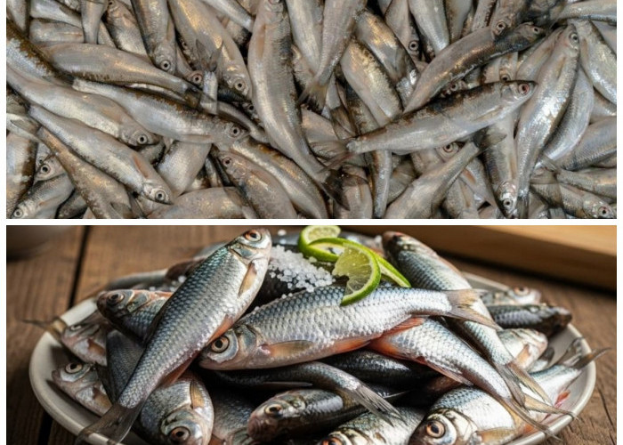 Rahasia Sehat dari Alam: Manfaat dan Kandungan Gizi Ikan Wader