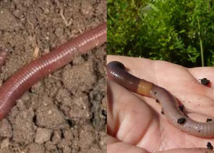 Inilah Manfaat Dari Cacing Tanah untuk Lingkungan dan Kesehatan!