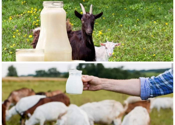 Luar Biasa! Ini 5 Manfaat Susu Kambing untuk Kesehatan, Alternatif Alami Selain Susu Sapi