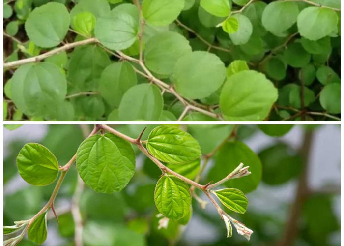 Daun Bidara: Tumbuhan Herbal dengan Segudang Khasiat untuk Kesehatan