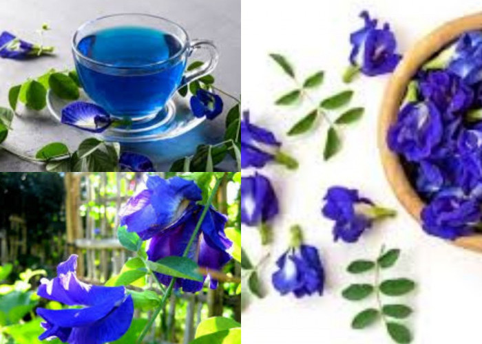 Bunga Telang: Si Biru Ajaib yang Punya Segudang Manfaat untuk Kesehatan dan Kecantikan