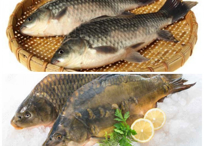 Tak Hanya Lezat, Ini Dia Manfaat Ikan Mas bagi Kesehatan yang Perlu Kamu Tahu!