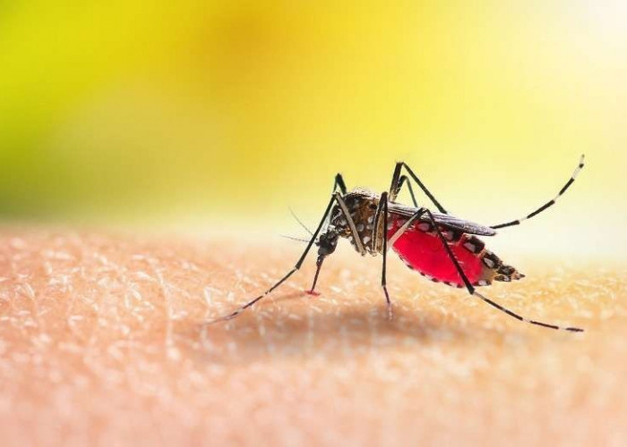 Waspada Musim Pancaroba, Peningkatan Kewaspadaan Terhadap Demam Berdarah Dengue di Pagaralam