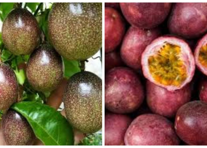 Mengungkap 5 Keuntungan Buah Markisa untuk Kesehatan !