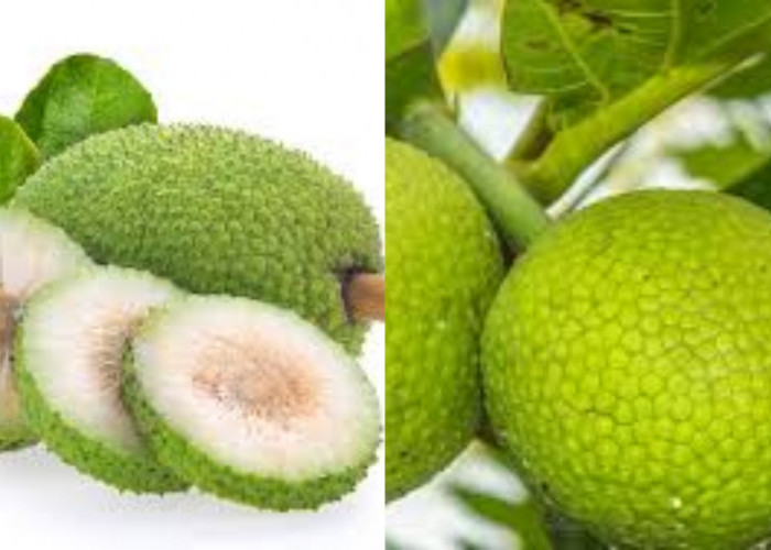  Yuk Ketahui! Inilah Manfaat Buah Sukun Untuk Kesehatan Tubuh