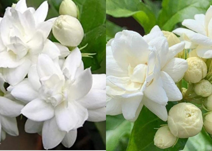 Mengatasi Bau Mulut Teryata Ini Guys Manfaat Dari Bunga Melati Yang Jarang Diketahui! 