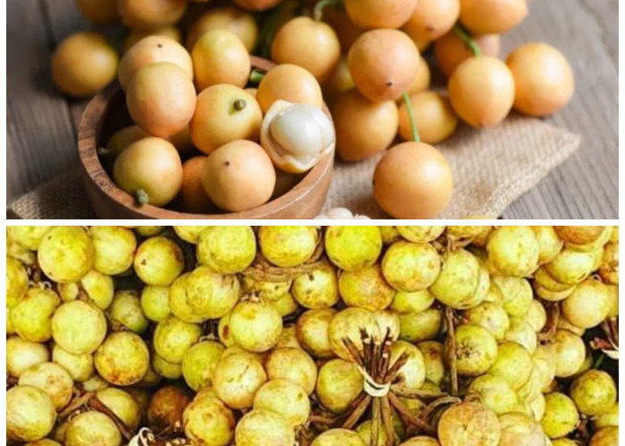 Buah Rambai, Si Kecil Kaya Khasiat! Ini Manfaatnya untuk Kesehatan Tubuh