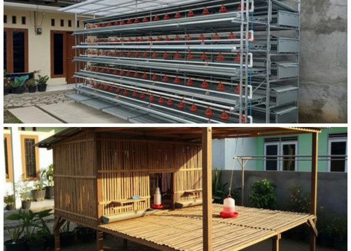 Desain Kandang Ayam Pedaging Sederhana dan Efisien, Cocok untuk Pekarangan Rumah