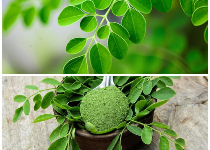 Rahasia Daun Kelor: Sumber Nutrisi Lengkap untuk Menunjang Kesehatan Tubuh