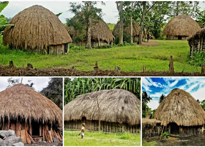 Tempat Tinggal Khas Suku Adat Papua. Rumah Hanoi Identitas serta Kearifan Lokal