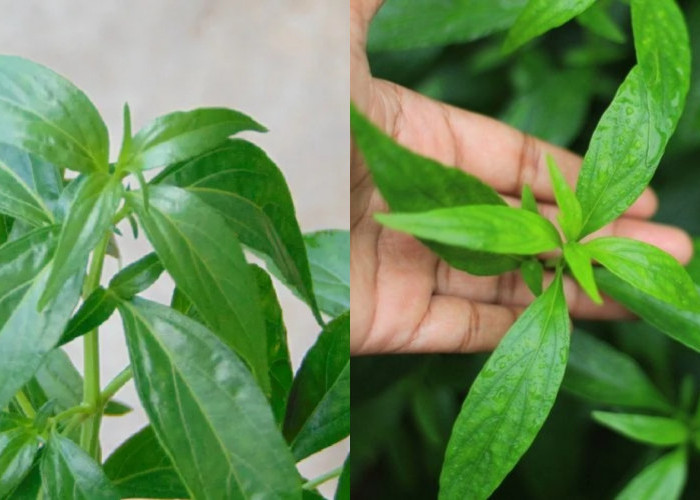 Yuk Intip Disini! Manfaat Daun Sambiloto Untuk Kesehatan Kulit Yang Luar Biasa