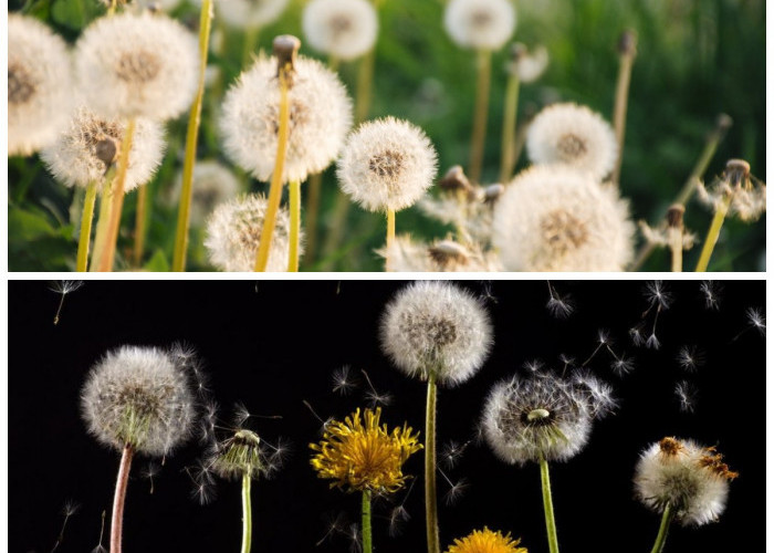 Bunga Dandelion: Tidak Hanya Cantik, Tapi Juga Penuh Manfaat untuk Kesehatan Tubuh!