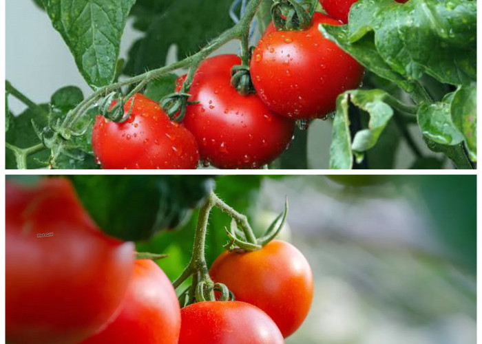 Manfaat Tomat untuk Kesehatan Tubuh: Dari Jantung Sehat hingga Kulit Cerah!