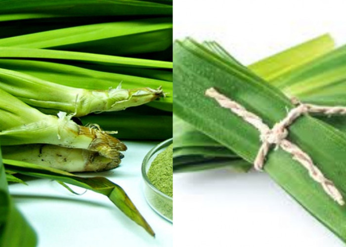 Jangan Sia-Siakan Sebuah Manfaat Daun Pandan, bagi Kesehatan!