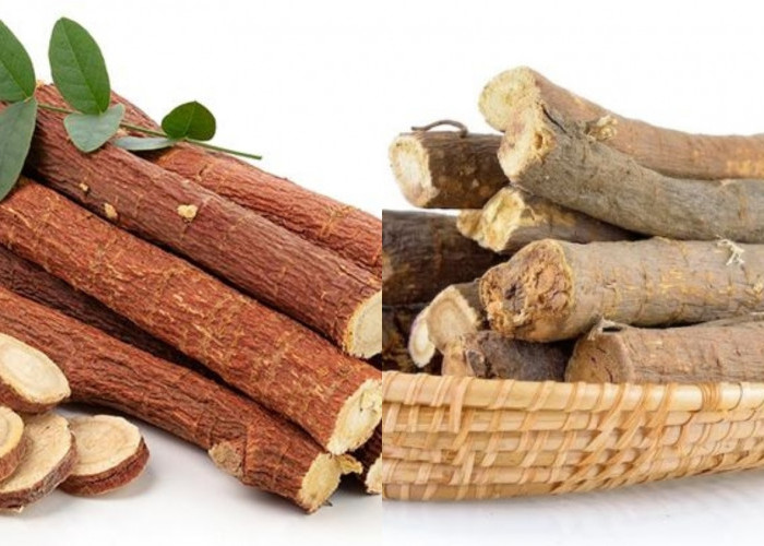 Mengurangi Produksi Asam Lambung Berlebih Ini Teryata Manfaat Akar Manis Untuk Kesehatan! 