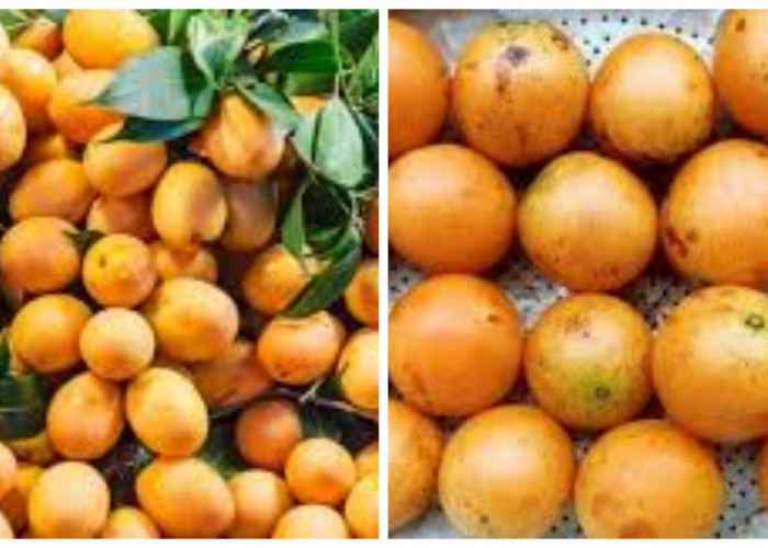 9 Keuntungan Buah Gandaria yang Sedikit Diketahui