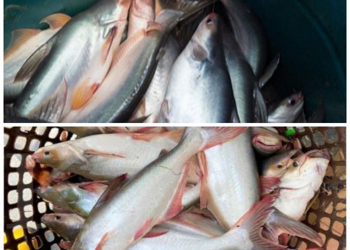  Kaya Nutrisi dan Menyehatkan, Inilah Manfaat Ikan Patin bagi Tubuh