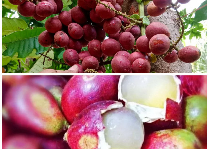 Rahasia Manfaat Buah Matoa yang Sayang Dilewatkan