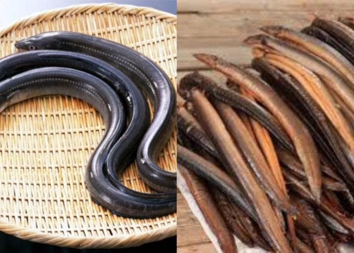 Jarang Diketahui Teryata Ini Guys Manfaat Belut Untuk Kesehatan Tubuh!