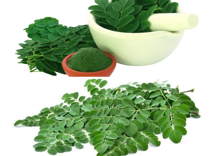 Manfaat Luar Biasa Daun Kelor untuk Meningkatkan Kesehatan dan Daya Tahan Tubuh