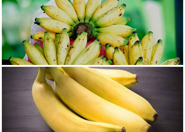 Kecil-Kecil Bermanfaat, Ini Dia Khasiat Pisang Mas untuk Kesehatan Tubuh