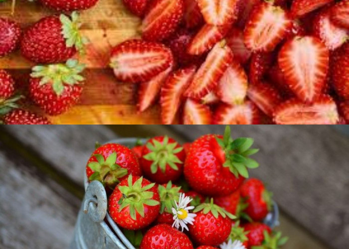 Inilah 5 Rahasia Keajaiban Buah Strawberry yang Banyak di Cari Orang 