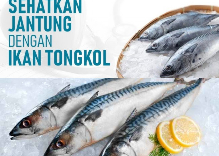 Mau Tahu Kenapa Ikan Tongkol Baik Untuk Kesehatan?! Simak Manfaatnya!