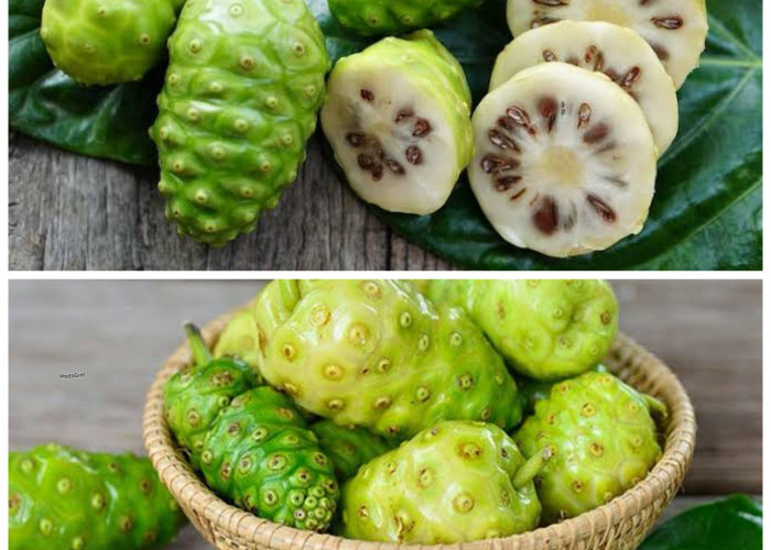 Buah Mengkudu: Herbal Tradisional dengan Segudang Manfaat untuk Tubuh!