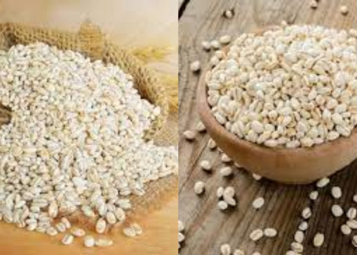 Inilah 9 Manfaat Barley Untuk Kesehatan Tubuh Yang Jarang Diketahui!
