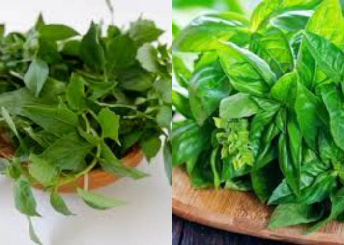 Manfaat Daun Kemangi untuk Kesehatan Sayang Dilewatkan