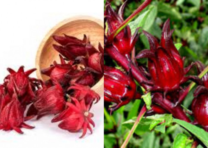 9 Manfaat Rosela Untuk Kesehatan Tubuh Yang Jarang Diketahui!