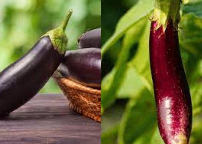 Jarang Diketahui Inilah Manfaat Terong Bagi Kesehatan Yang Luar Biasa!