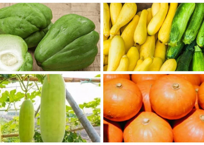 9 Jenis Labu yang Lezat dan Kaya Nutrisi untuk Mendukung Kesehatan