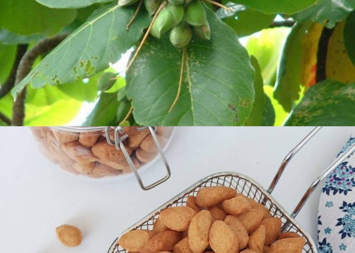 Buah Ketapang: Kegunaan Kesehatan dan Nutrisi yang Harus Anda Ketahui