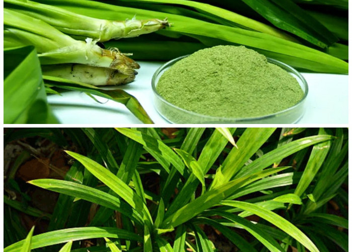 Tak Hanya untuk Aroma, Ini 4 Manfaat Kesehatan Daun Pandan