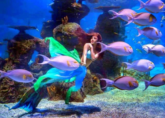 Serba Air! Inilah 5 Wisata Aquarium Terbesar di Indonesia Bisa Kamu Kunjungi