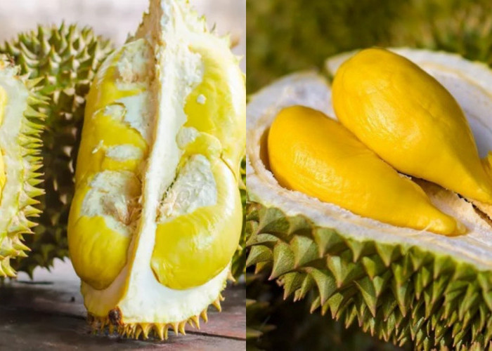 Makan Durian Aman untuk Kadar Kolesterol Anda? Simak Penjelasannya!