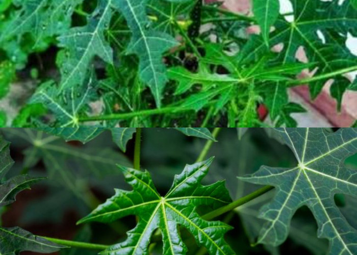 10 Keuntungan Daun Pepaya Jepang untuk Kesehatan!